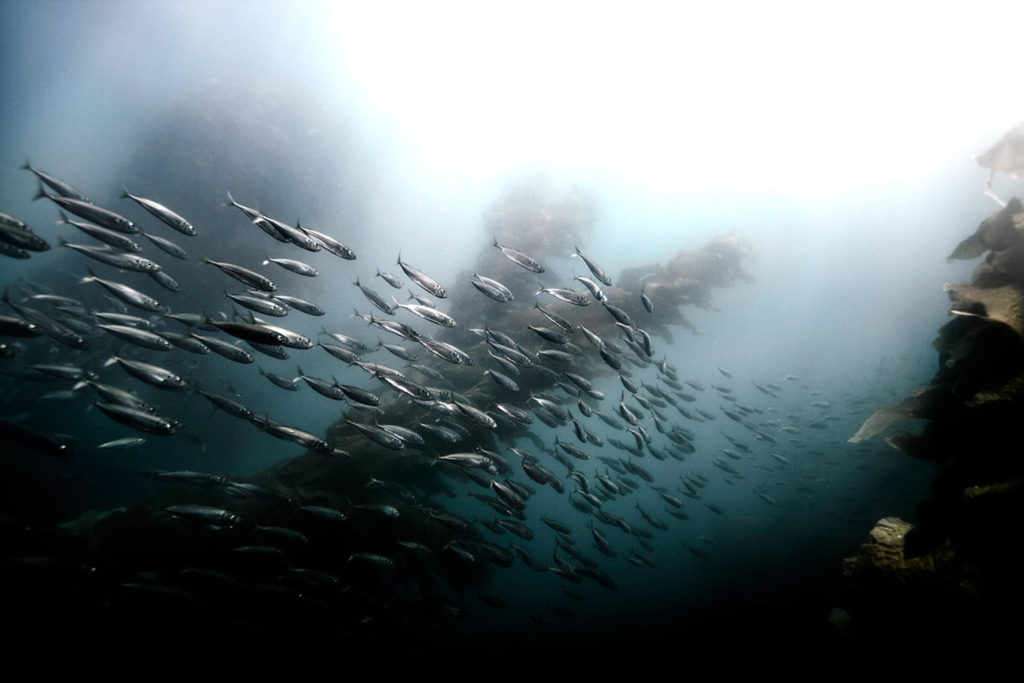 Bilde av en fiskestim som symboliserer marin klynge på Marineholmen